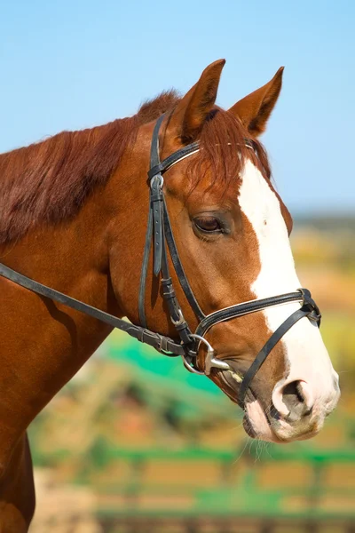 Hingst med kastanj glänsande päls. — Stockfoto