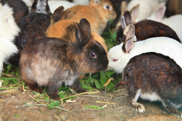 Llittle hares at wooden board