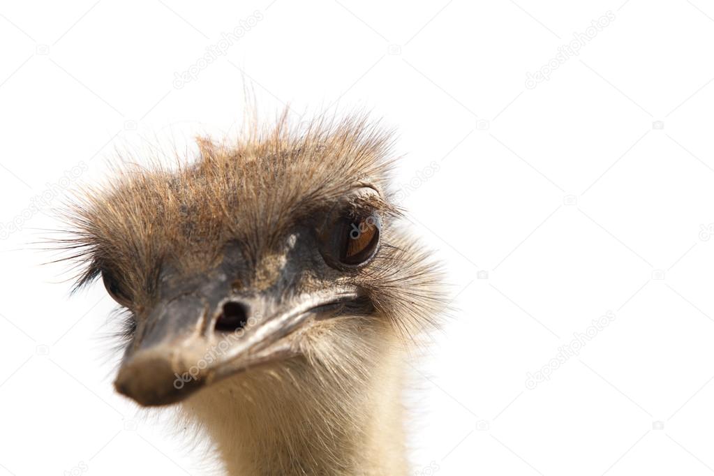 ostrich head isolated 