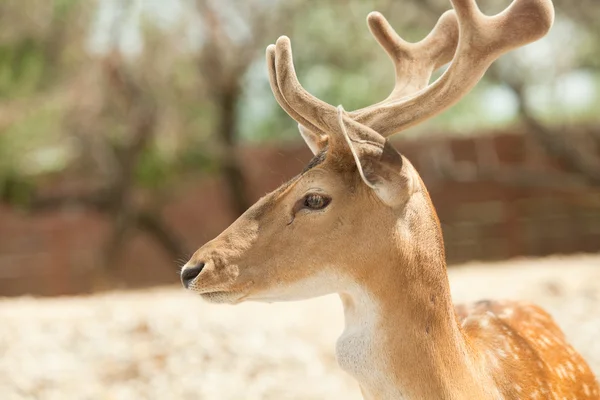 Head of fallow deer — Stock Photo, Image