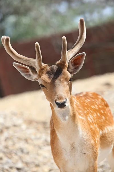 Head of fallow deer — Stock Photo, Image