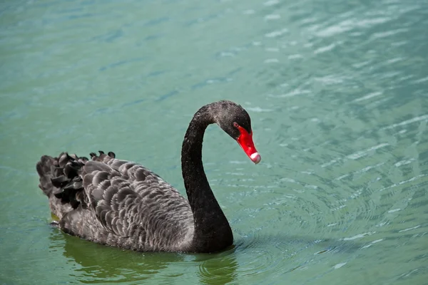 Black swan swimming on  pond. — Stock Photo, Image