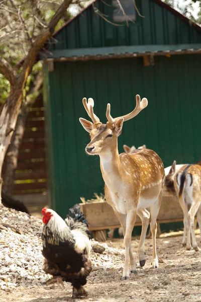 Farm yard on  farm yard — Stock Photo, Image