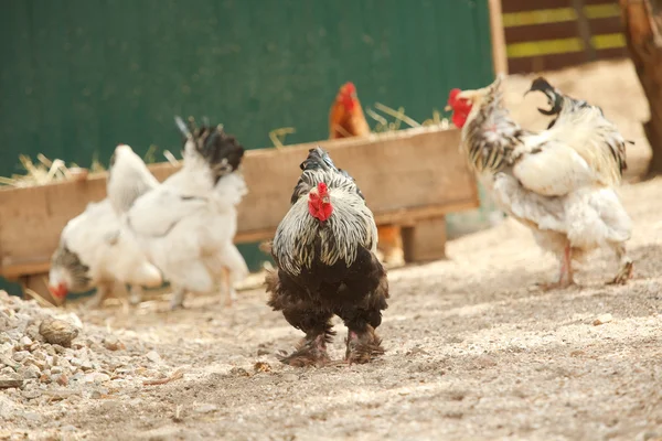 Rooster with group of hens — Stock Photo, Image