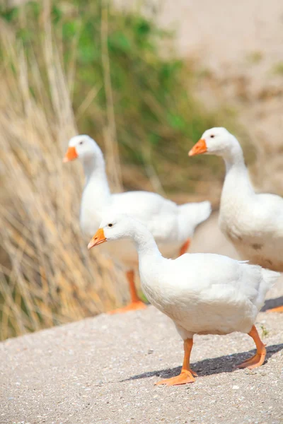 Wild goose chase at farm — Stock Photo, Image