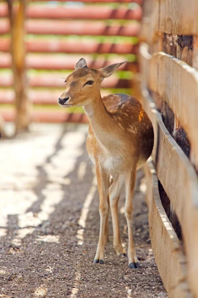 Fallow deer animal — Stock Photo, Image