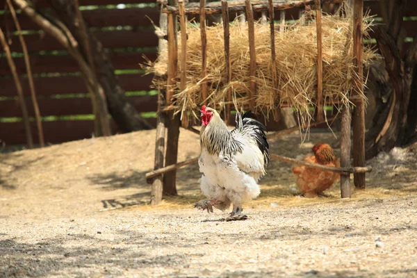 General Gallo con gallina —  Fotos de Stock