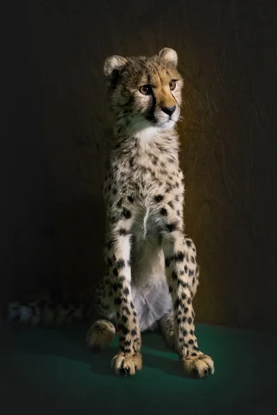 Bebé guepardo buscando — Foto de Stock