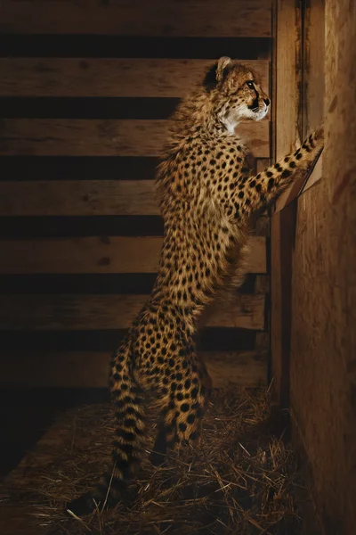 Baby gepard hledět do okna — Stock fotografie