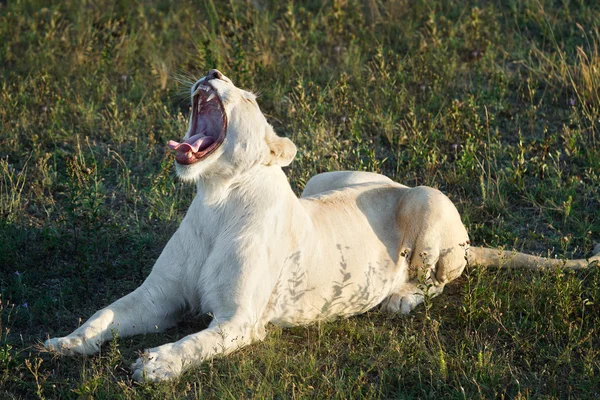 León blanco en un poco de hierba — Foto de Stock