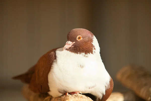 Brown duif dier — Stockfoto