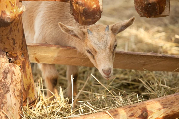 Close up  of Baby goat — Stock Photo, Image