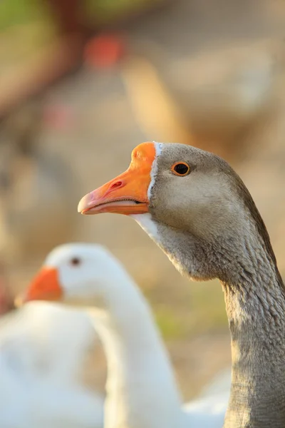 White and grey geese birds — Stock Photo, Image