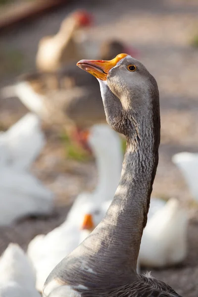 White and grey goose birds — Stock Photo, Image