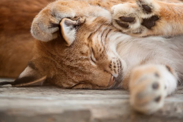 Close-up van bobcat slapen — Stockfoto