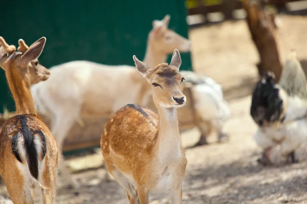 Deers on  farm yard — Stock Photo, Image