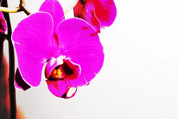 Filinopsis orchid, geïsoleerd — Stockfoto