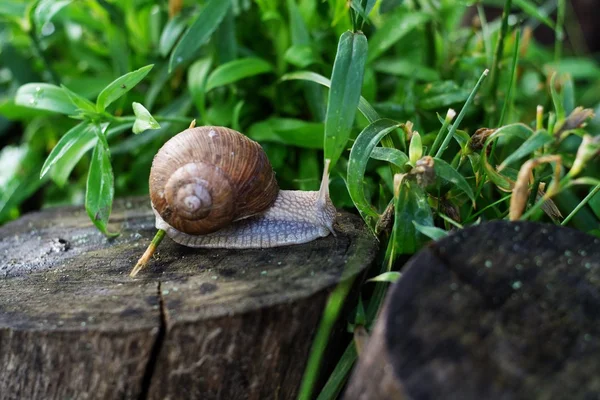 Σαλιγκάρι Helix pomatia — Φωτογραφία Αρχείου