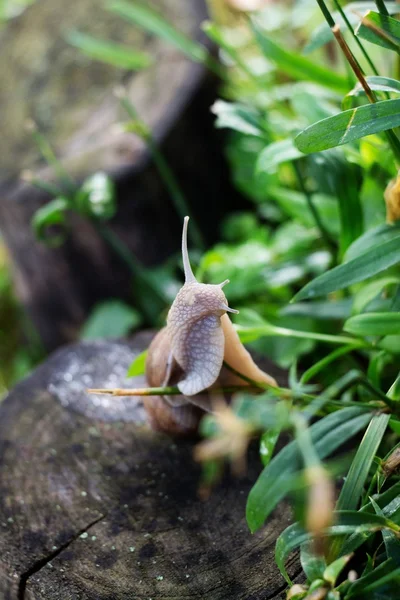 달팽이 나선 pomatia — 스톡 사진