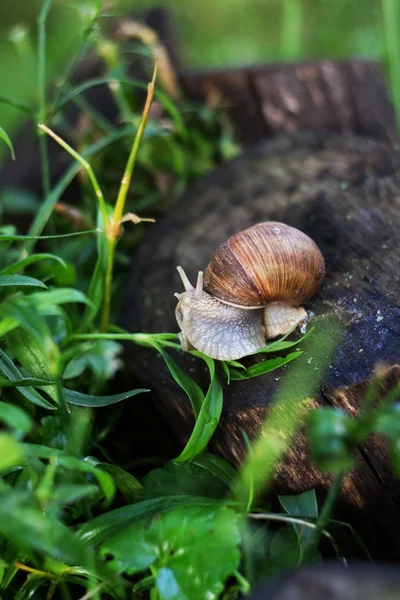 Slak Helix pomatia — Stockfoto