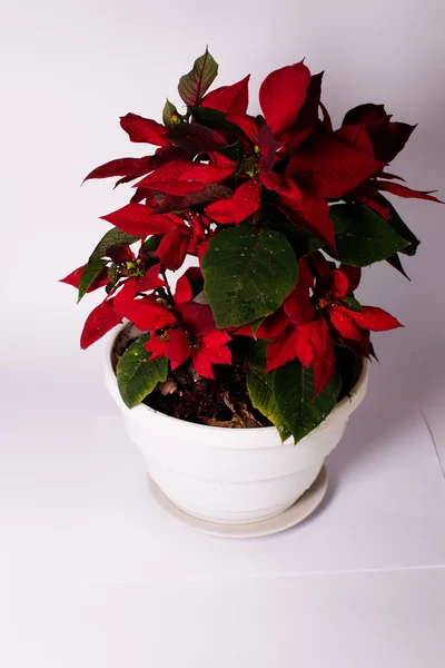 Christmas flower — Stock Photo, Image