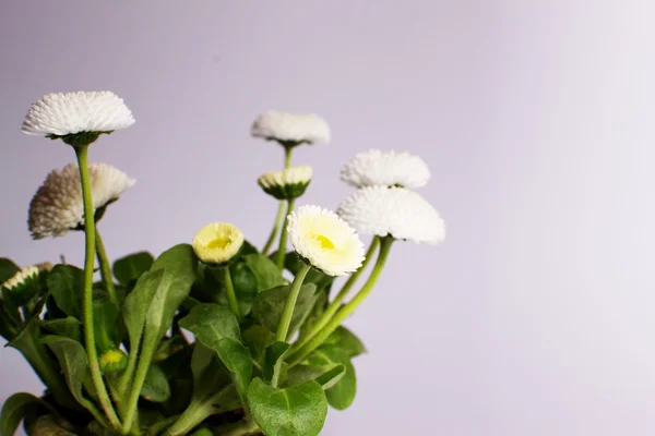 Flores — Fotografia de Stock