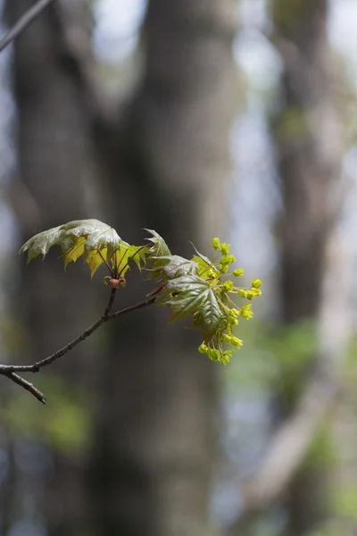 Frühling — Stockfoto