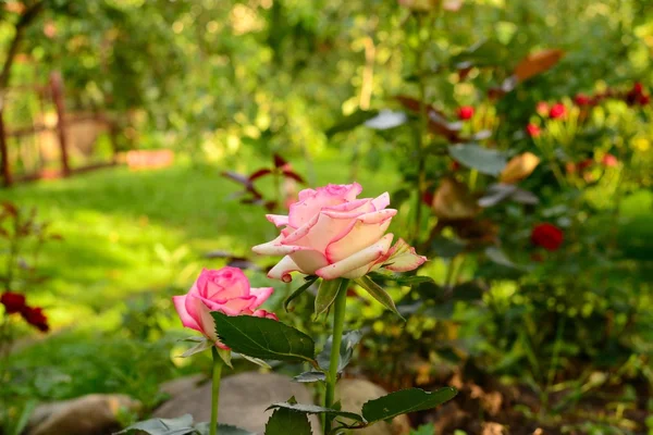 Piękne róże — Zdjęcie stockowe