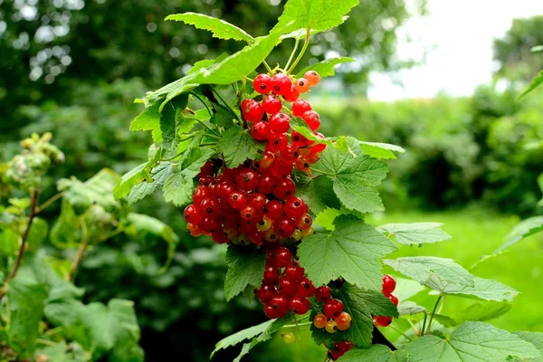 Bessen in de tuin — Stockfoto