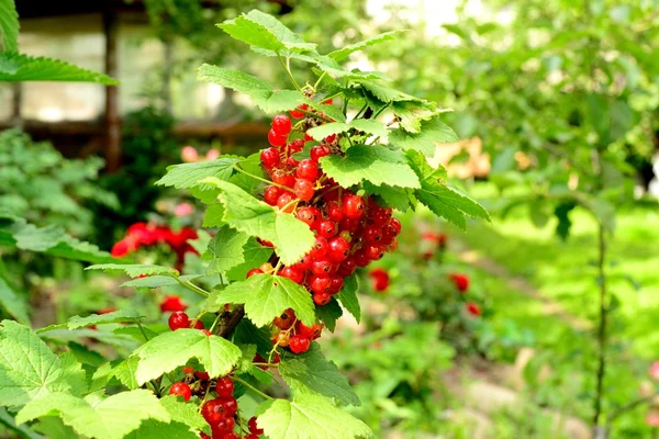 Bessen in de tuin — Stockfoto