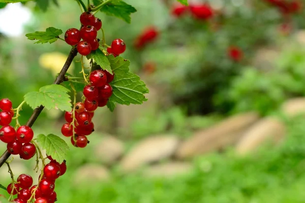 Bessen in de tuin — Stockfoto