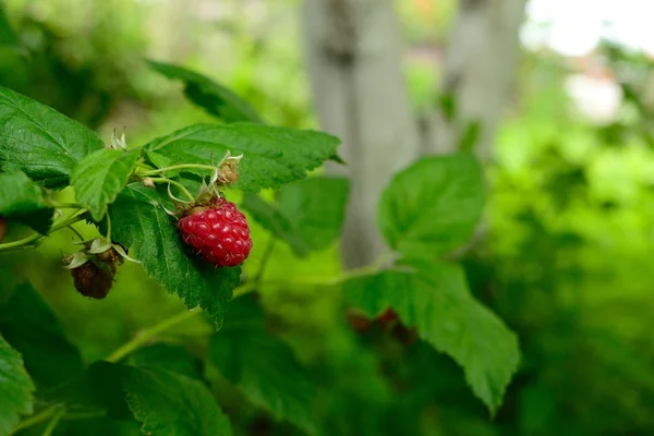 Bessen in de tuin — Stockfoto