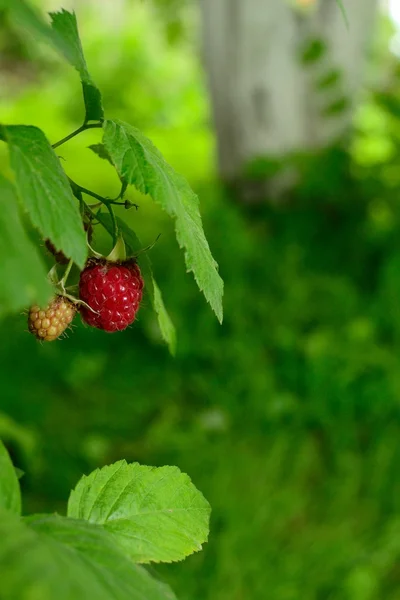 Bessen in de tuin — Stockfoto