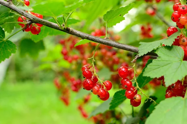 Bayas en el jardín — Foto de Stock