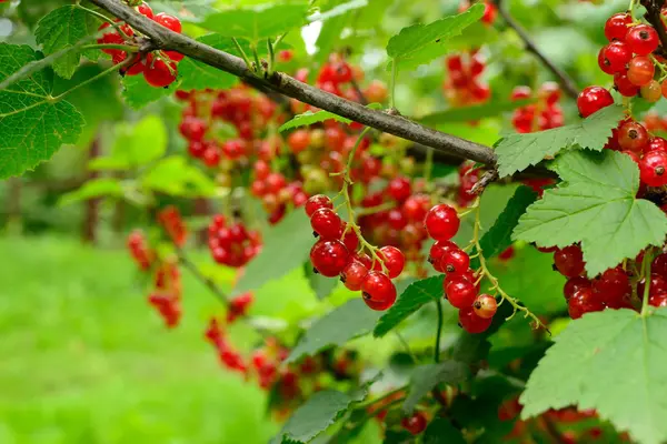 Bessen in de tuin — Stockfoto