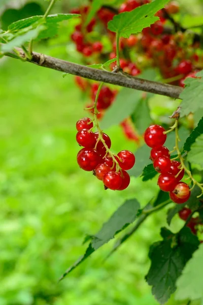 Bayas en el jardín — Foto de Stock