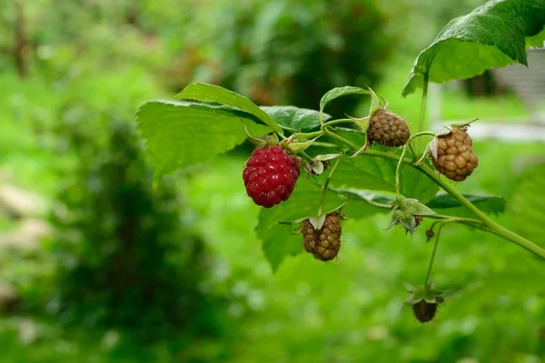 Bessen in de tuin — Stockfoto