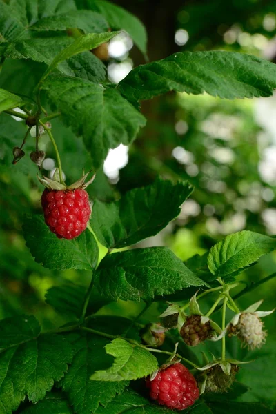 Bessen in de tuin — Stockfoto