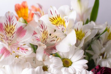 çok güzel çiçekler