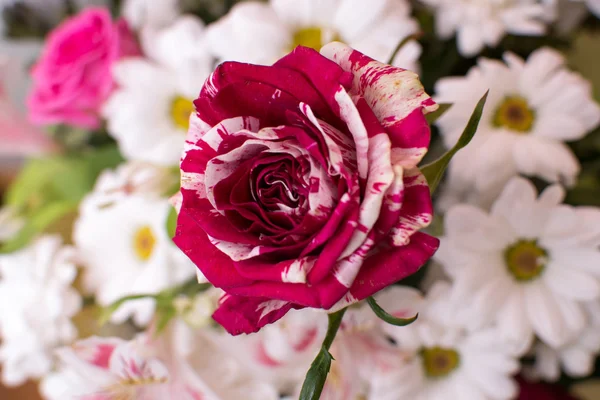 Flores muito bonitas — Fotografia de Stock