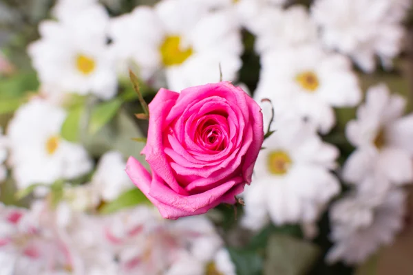 Sehr schöne Blumen — Stockfoto