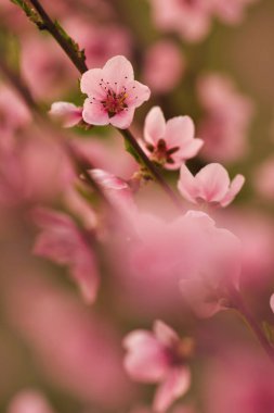 şeftali ağacı çiçek açar ve dallanır.