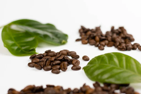 Coffee Tree Leaves Coffee Seeds — Stock Photo, Image