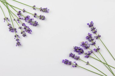 Beyaz arkaplanda lavanta çiçekleri izole