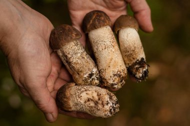 Yenebilir mantar ve eller (mantar toplama))