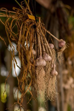  Bahçede kurutulmuş sarımsak.