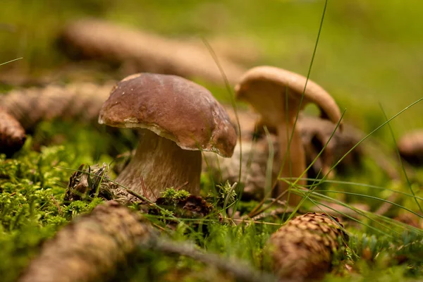 Mushroom Moss Forest — Stock Photo, Image