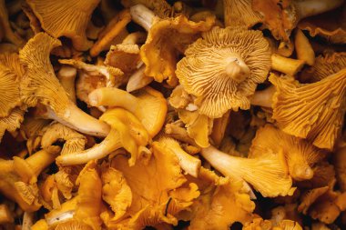 Kutuda Chanterelle mantarları