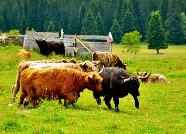 İnekler — Stok fotoğraf