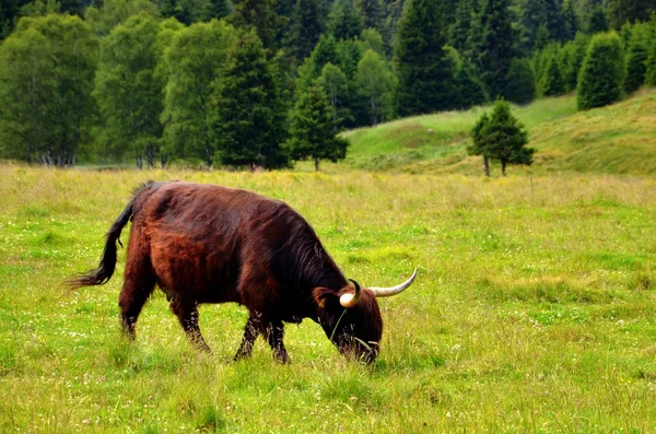 Mucca nella valle — Foto Stock